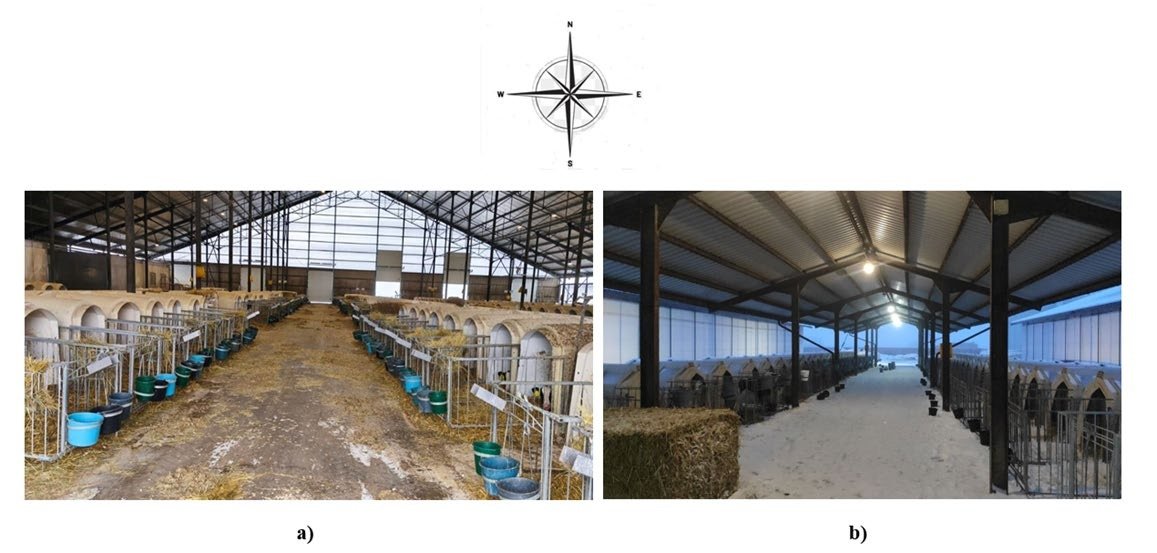 Two photographs of calf housing in individual hutches: (a) indoor arrangement in rows inside a lightweight prefabricated building; (b) outdoor arrangement under open shelters