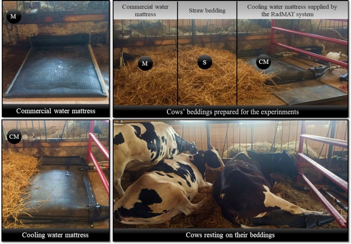 Three types of beddings used during the experiment