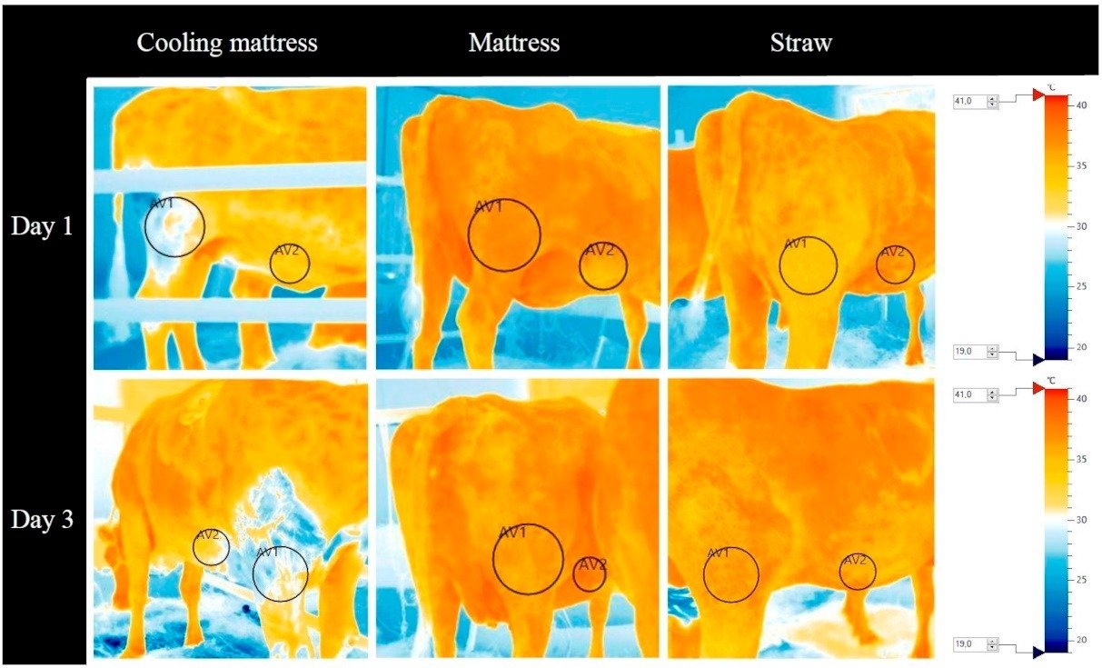 Thermograms taken 1 min after the animals got up from their bedding areas